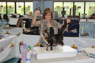 cat show judging