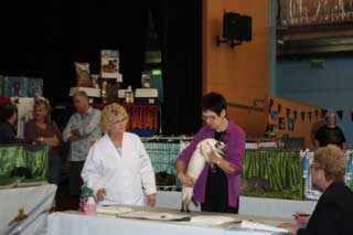 show judging