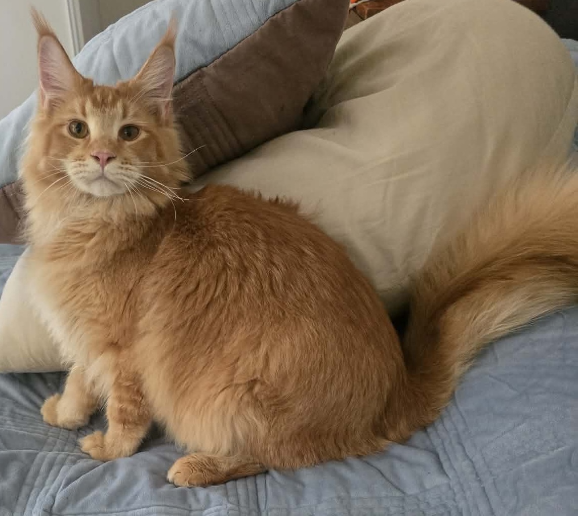 Ragidaze Maine Coons